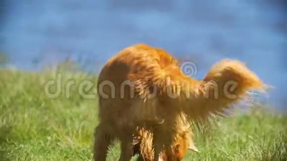 阳光明媚的一天有趣的小狗在草地上玩飞盘视频的预览图