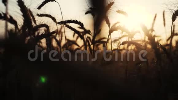 农业概念是生活方式麦田的金色日落小麦收获耳朵慢动作视频背景视频的预览图