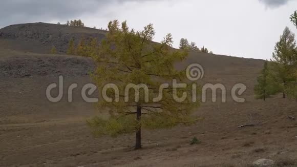 秋天的树在阿尔泰山附近的开阔田野里摇曳视频的预览图