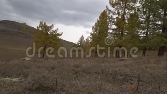 秋天的树在阿尔泰山附近的开阔田野里摇曳视频的预览图