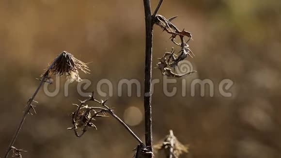 夏季大自然中干燥的野生蓟视频的预览图