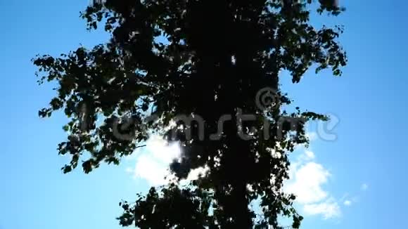阳光透过树叶照射进来视频的预览图