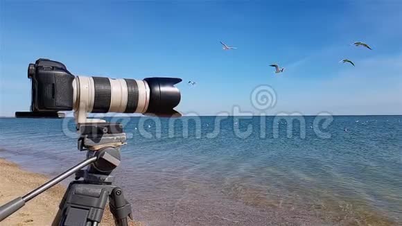 镜头慢镜头拍摄海鸥在海边拍摄野生动物的过程视频的预览图