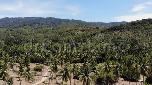 空中无人机景观岛屿景观椰子棕榈种植园泰国自然田园天堂场景山区视频的预览图