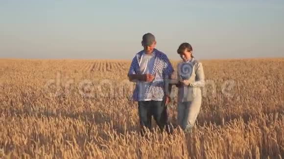 女商人和农学家检查田间粮食质量收获谷物农夫把小麦卖给了视频的预览图