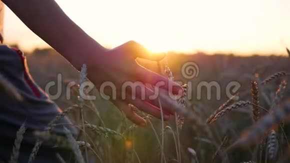 孩子们手触摸田里的麦穗日落时间视频的预览图
