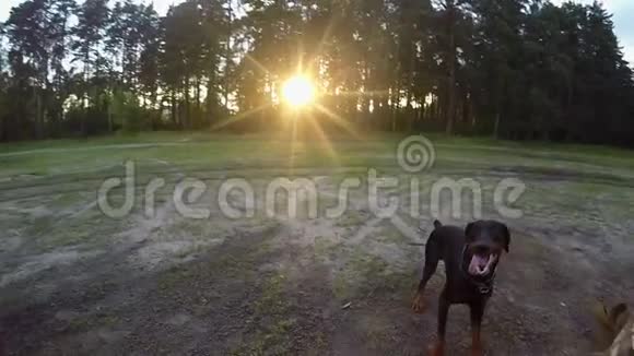 狗在日落时跳球视频的预览图