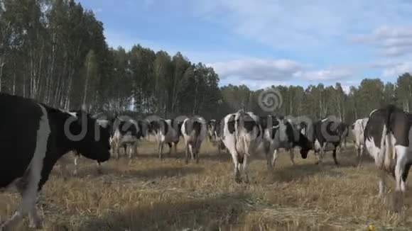 奶牛在田间吃草视频的预览图