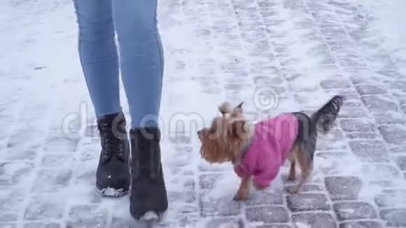 穿着羊毛衫的约克郡猎犬和主人在冬天白雪覆盖的公园散步一个少年和一只狗在散步视频的预览图