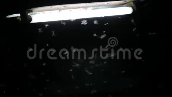 翅膀白蚁围绕着荧光灯泡飞行视频的预览图