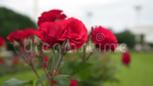 红玫瑰在风中摇曳视频的预览图