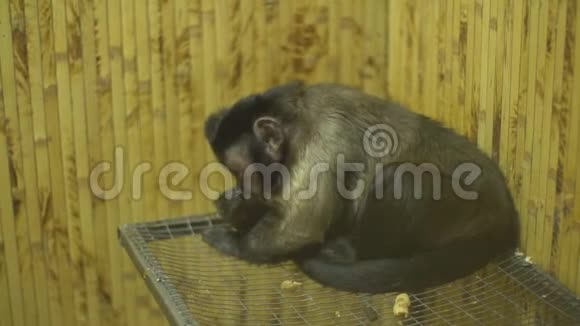 布朗卡布钦坐在笼子里视频的预览图