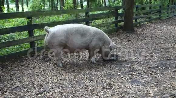 佛罗里达农场的一头大母猪视频的预览图