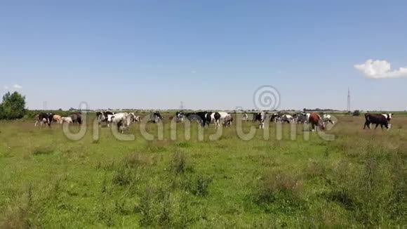牧场上的牛村庄里的生活慢动作视频的预览图