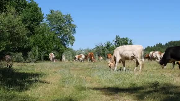 一大群奶牛被森林放牧农场视频的预览图