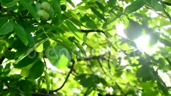晨光透过核桃树梢和树枝果园里的绿叶视频的预览图