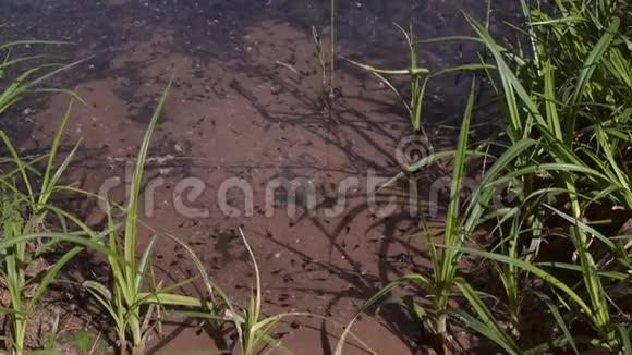 许多小的黑色蝌蚪在浅水池塘游泳发育的早期阶段视频的预览图