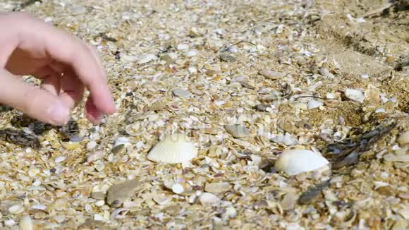 一个年轻人在海边收集贝壳视频的预览图