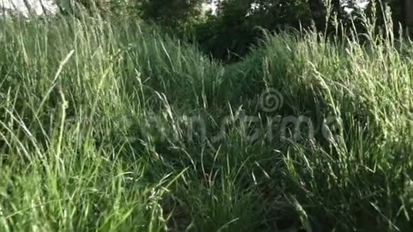 镜头缓慢地穿过绿草移动多莉在草地上穿过高大的草地全高清视频视频的预览图