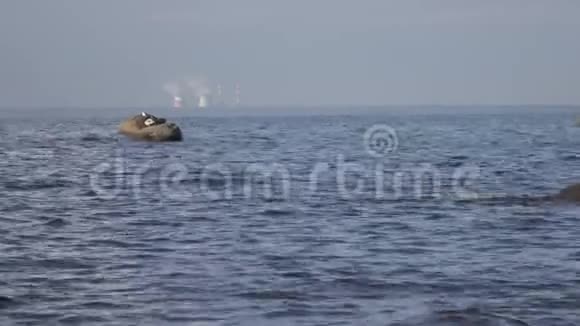 海鸥坐在海边的石头上背景是火力发电厂的管道芬兰湾圣彼得堡视频的预览图