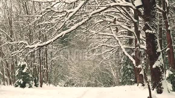 12月冬季覆雪的橡树枝视频的预览图