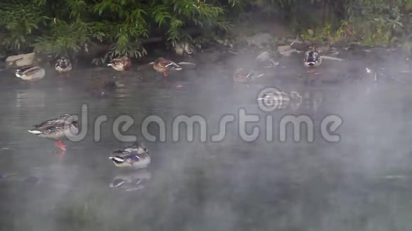 雾中的鸭子视频的预览图