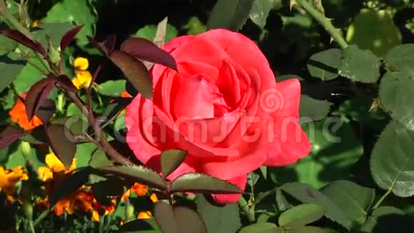 蜜蜂来到植物园的红玫瑰上视频的预览图