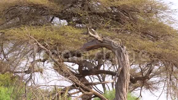 相思树上的非洲豹躺在树枝上晃着爪子休息视频的预览图