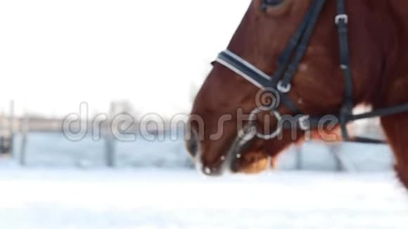 冬天呼吸黑马慢动作视频的预览图