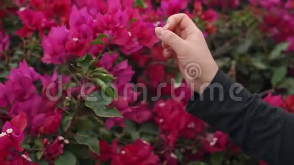 女人的手美丽的花朵视频的预览图