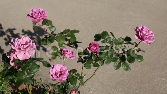 粉红色的春天玫瑰在家庭花园视频的预览图