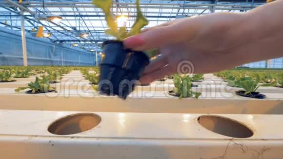 一个人把一个植物罐放进温室里的架子里视频的预览图