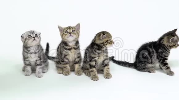 四只苏格兰折叠和直猫抬头看白色背景慢动作视频的预览图
