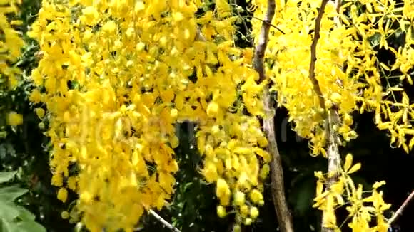 金色花洒树视频的预览图
