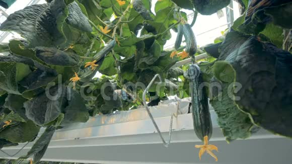 温室工人从植物中摘黄瓜戴手套4K视频的预览图