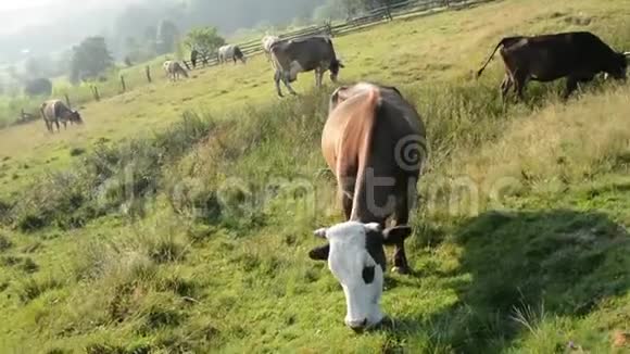 早晨牛在山上放牧视频的预览图