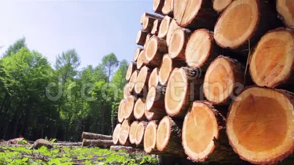 软木林业视频的预览图