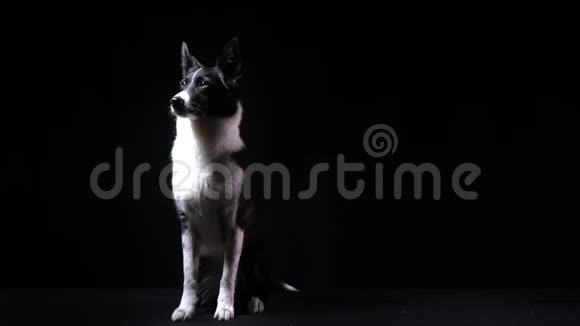 可爱的边境牧羊犬坐着环顾四周黑色背景视频的预览图