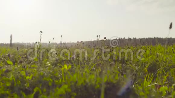 村附近的草甸清晨视频的预览图