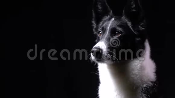 漂亮的狗正坐在工作室周围看着黑色的背景视频的预览图
