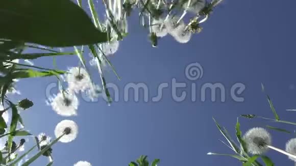 夏日阳光明媚白云背景下的蒲公英花田底景视频的预览图