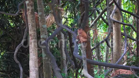 雨林中的一家猴子在树上视频的预览图