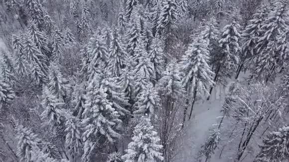 有雪树的神奇树林视频的预览图