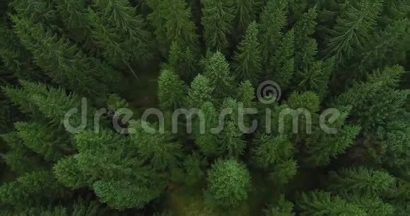 松林4k空中镜头夏末绿云杉树鸟瞰环境意识视频的预览图