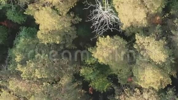 空中拍摄了树林里的小径西伯利亚森林的俯视图视频的预览图