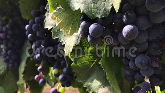 一小包深色葡萄浆果的特写视频的预览图