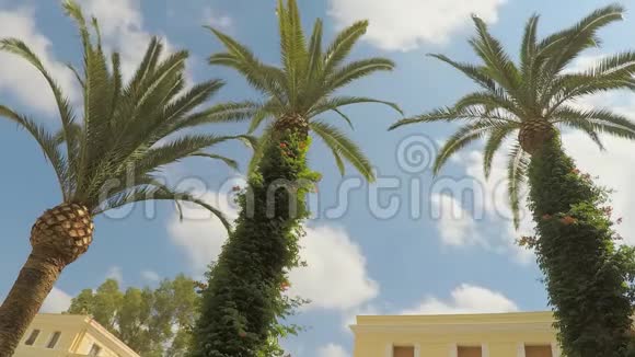 大厦前的棕榈树行视频的预览图
