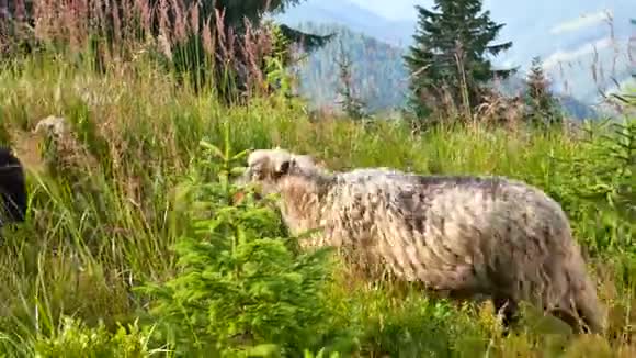 羊在新西兰南岛的农田上行走视频的预览图