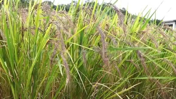日本稻田里的稻子米视频的预览图