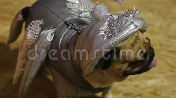 神奇的手工狗服穿着银色宇宙生物的皮格视频的预览图